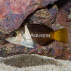 Banner Wrasse  (click for more detail)