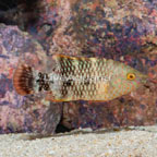 Tripletail Wrasse (click for more detail)