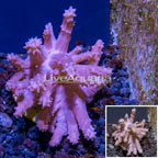 LiveAquaria® Cultured Tree Coral (click for more detail)