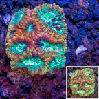 LiveAquaria® Cultured Goniastrea Coral (click for more detail)