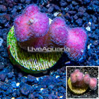 LiveAquaria® Cultured Pink Stylophora Coral (click for more detail)