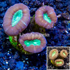 LiveAquaria® Cultured Candy Cane Coral (click for more detail)