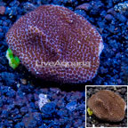 LiveAquaria® Cultured Montipora Coral (click for more detail)