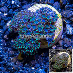 LiveAquaria® Cultured Sympodium Polyps (click for more detail)