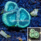 LiveAquaria® Cultured Goniastrea Coral (click for more detail)