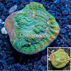 LiveAquaria® Cultured Ultra Chalice Coral (click for more detail)