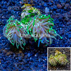 LiveAquaria® Cultured Torch Coral (click for more detail)