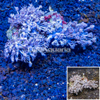 Xenia Coral Indonesia (click for more detail)