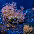 Waving Hand Coral Indonesia (click for more detail)