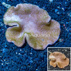 Toadstool Leather Coral Vietnam (click for more detail)