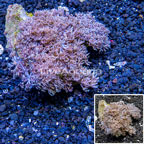 Xenia Coral Indonesia (click for more detail)