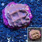 Blue Ridge Coral Indonesia (click for more detail)