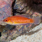 Longfin Fairy Wrasse (click for more detail)