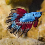 Rosetail Betta (click for more detail)