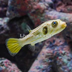 Narrow-Lined Puffer (click for more detail)