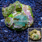 Actinodiscus Mushroom Rock Indonesia (click for more detail)