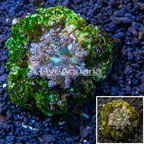  Pineapple Tree Coral Indonesia (click for more detail)