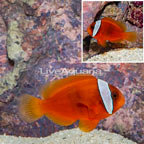 Tomato Clownfish (click for more detail)