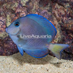 Carribean Blue Tang (click for more detail)