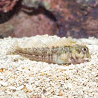 Molly Miller Blenny (click for more detail)