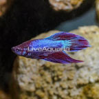 Vailtail Betta, Male (click for more detail)