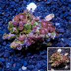 Zoanthus Coral Vietnam (click for more detail)