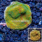 LiveAquaria® Cultured Montipora Coral (click for more detail)