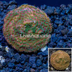 LiveAquaria® Cultured Montipora Coral (click for more detail)