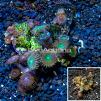 Zoanthus Coral Vietnam (click for more detail)