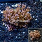 Waving Hand Coral Vietnam (click for more detail)