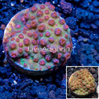 LiveAquaria® Cultured Cyphastrea Frag (click for more detail)