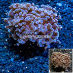 LiveAquaria® Cultured Hammer Coral (click for more detail)