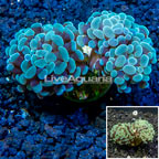 LiveAquaria® Cultured Hammer Coral (click for more detail)