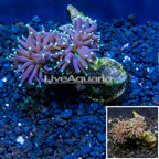 LiveAquaria® Cultured Torch Coral (click for more detail)