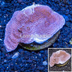 Montipora Coral Indonesia (click for more detail)