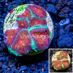 LiveAquaria® Cultured Favia Coral (click for more detail)