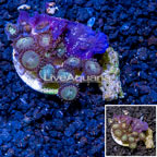 LiveAquaria® Cultured Zoanthus Coral (click for more detail)