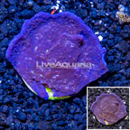 LiveAquaria® Cultured Photosynthetic Plating Blue Sponge (click for more detail)