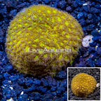 LiveAquaria® Cultured Leptastrea Coral (click for more detail)