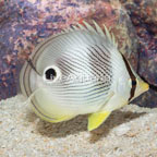 Four Eyed Butterflyfish (click for more detail)