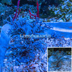 Blueberry Sea Fan  (click for more detail)