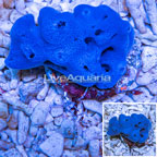Blue Sponge (click for more detail)