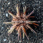 Pencil Urchin (click for more detail)