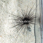 Black Longspine Urchin (click for more detail)