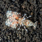 Harlequin Shrimp (click for more detail)