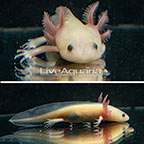 Captive-Bred Leucistic Axolotl, GFP (click for more detail)