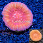 Scolymia Coral Australia (click for more detail)