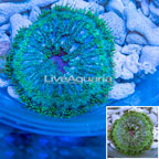 Mini Carpet Anemone (click for more detail)