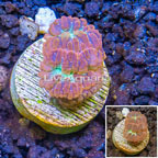 LiveAquaria® Cultured Blastomussa Coral (click for more detail)