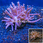 Tree Coral Indonesia (click for more detail)